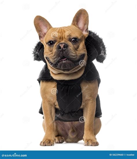 Cappotto di bulldog francese 